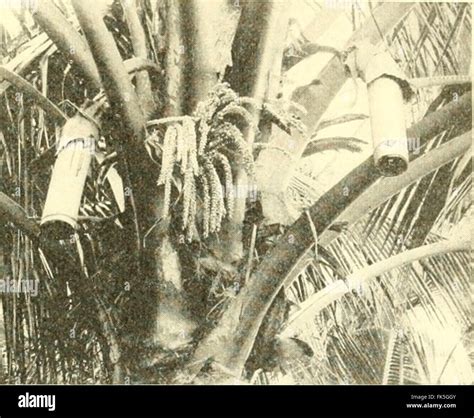 "Elements of Philippine agriculture" (1908 Stock Photo - Alamy