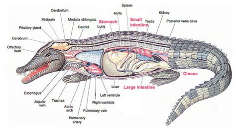 Evolution of the chordates