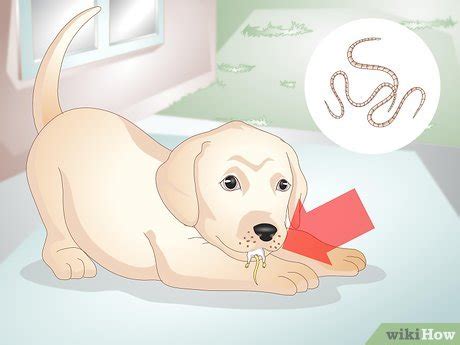 Como Saber Se O Cachorro Esta Com Verme - Como Saber se o seu Filhote de Cachorro Está com Vermes