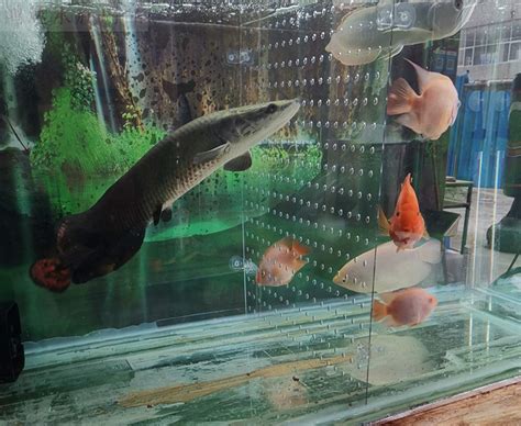 Arapaima Fish Aquarium