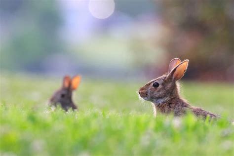 Male vs. Female Rabbits: 3 Key Differences - A-Z Animals