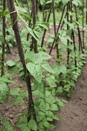 Easy And Cool Diy Bean Trellis Ideas Balcony Garden Web