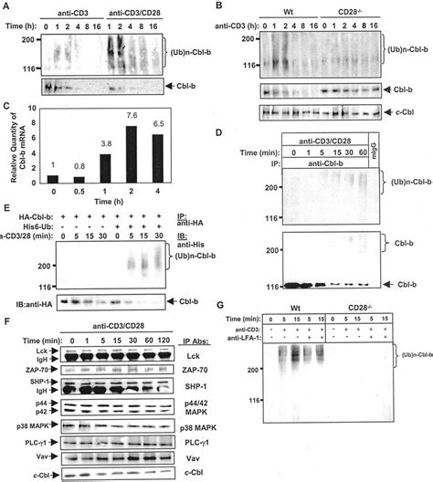 Promotion Of Cbl B Ubiquitination And Degradation By Cd28 Download Scientific Diagram