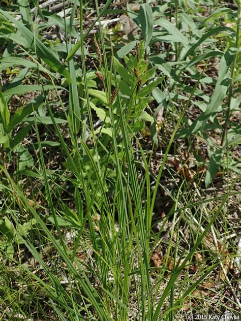 Carex Haydenii Hayden S Sedge Minnesota Wildflowers