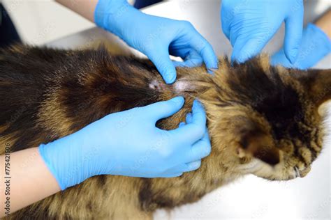 Two Professional Veterinarians Examining A Maine Coon Cat At A