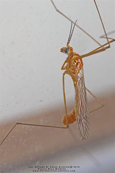 Ferruginous Tiger Crane Fly Nephrotoma Ferruginea Photo By Alfredo