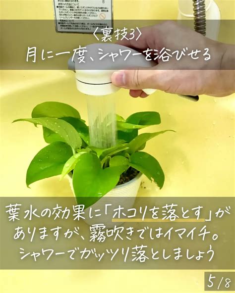 〈このひと手間が大切！〉観葉植物を元気に！葉水の裏技 しゅう 観葉植物の育て方が投稿したフォトブック Lemon8