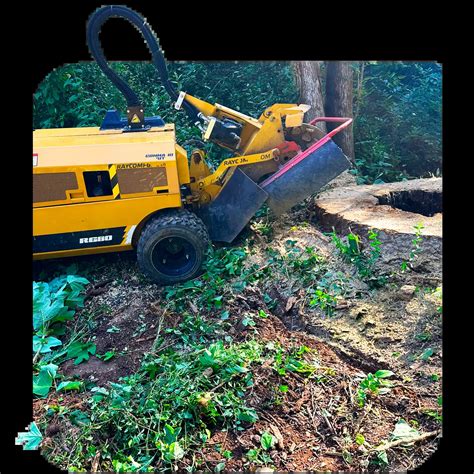 tree cutting estimate 5