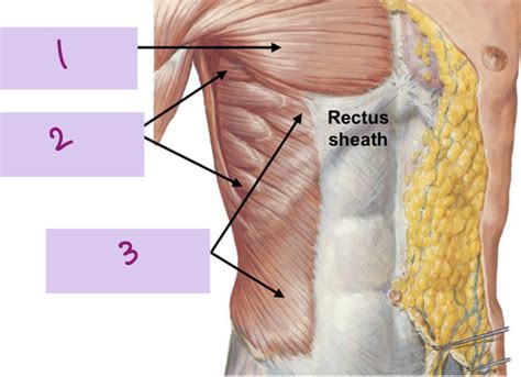 Anatomy Of The Breast Flashcards Quizlet