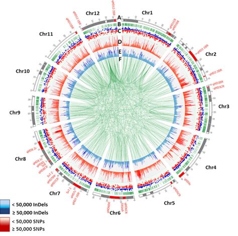 Genome Wide Distributions Of Unique SNPs And InDels And Structural