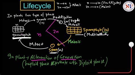 Plant Life Cycle - Type, Process, Part and Phases in Cycle