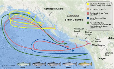 Pacific Salmon Migration Routes