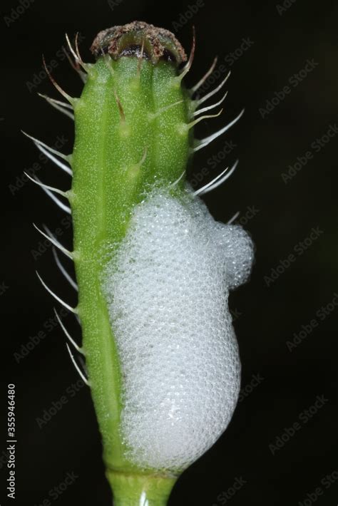 Larva Nymph Of Philaenus Spumarius The Meadow Froghopper Or Meadow