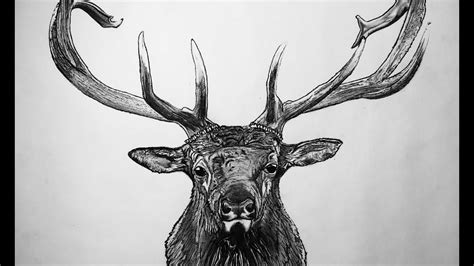 Elk Drawing