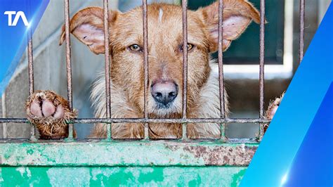 Se Ingresó Causa Penal Por Maltrato De Animales Con Lesiones Permanentes