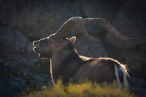 Hide del Tiétar Celo de la cabra montesa en Gredos Fernando