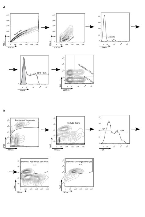 Cd107a Degranulation Assay Nk Cells Mice Researchgate