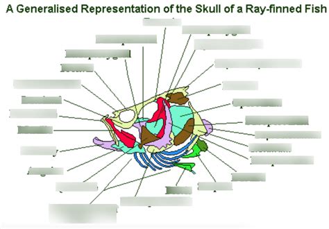 BIOL 570GW: Ray Finned Fish Skull Anatomy 1 Diagram | Quizlet