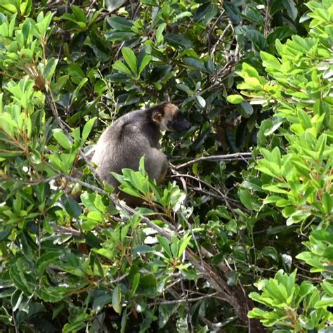 Discover Tropical Rainforest Residents Skyrail