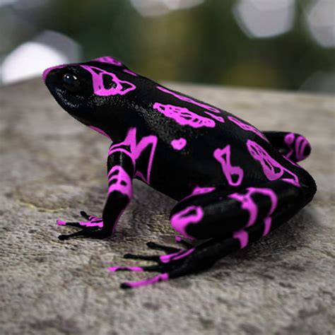 Atelopus Frog 3d Model