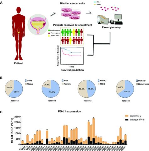 Overview Of Establishment Of Bc Pd L A Overview Of The Models Of