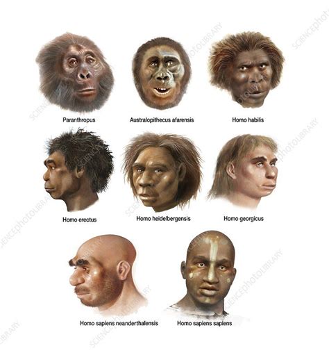 Human Evolution Artwork Stock Image C020 8963 Evrim