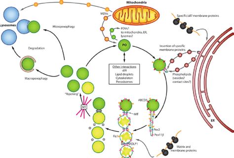 Peroxisome Cell Model