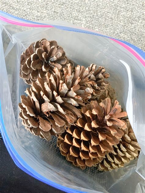 DIY Cinnamon Scented Pine Cones - 2 Bees in a Pod