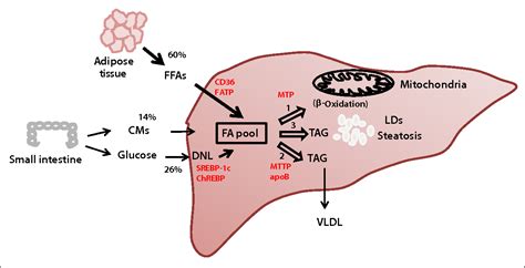 Figure From Pathogenesis And Prevention Of Hepatic Steatosis