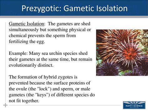 Gametic Isolation Animal Example at Judy McCullough blog