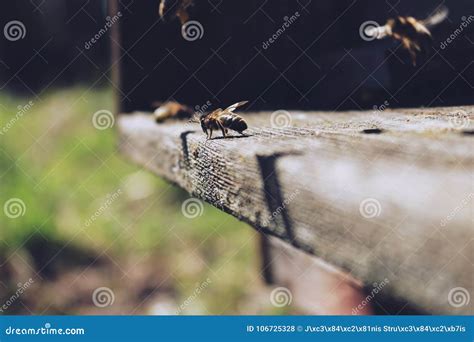 Las Abejas En La Entrada Delantera De La Colmena En Primer De La