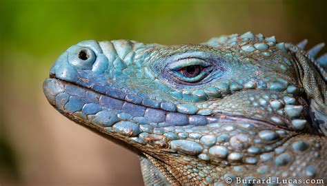 Grand Cayman Blue Iguana Burrard Lucas Photography