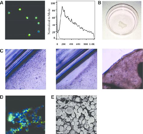 Characterization Of Chondrocyte Cells And Chondrocyte Cell Sheet In