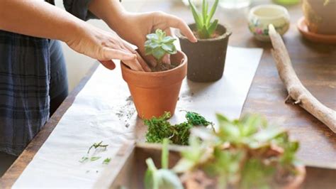 Cómo cuidar plantas de interior