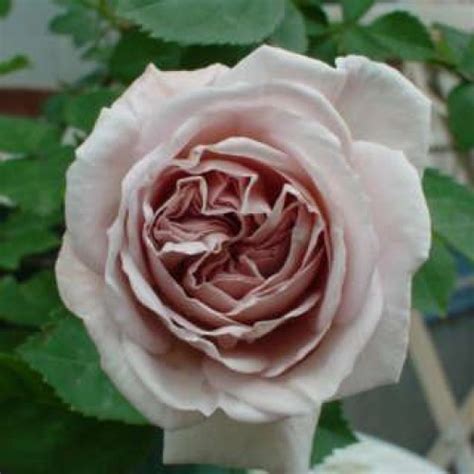 Cаджанці роз Аш Венсдей | Плетиста | Купити, ціна, опис