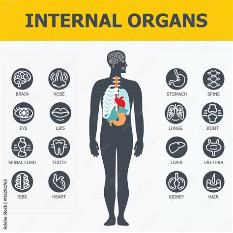 Internal Organs Set Medical Infographic Icons Human Organs Body