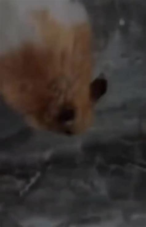 Hamster Trying To Run Away With A Light In His Cheeks Album On Imgur