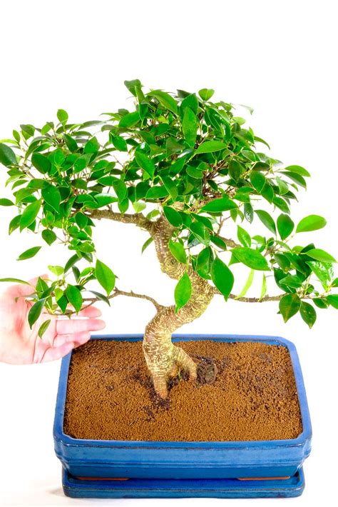 Exquisite Specimen Indoor Ficus Bonsai Tree - incredible artistic appeal