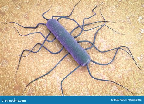 Bacterium Listeria Monocytogenes Stock Illustration Illustration Of