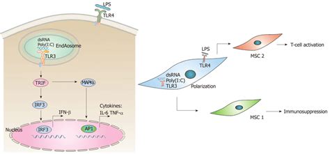 Poly I C Toll Like Receptor 3 Signaling Pathway And Polarization Of Download Scientific