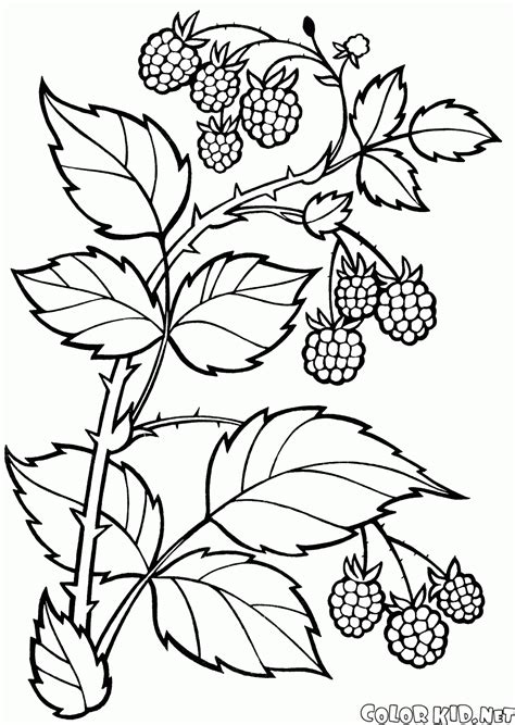 Coloring Page Berries