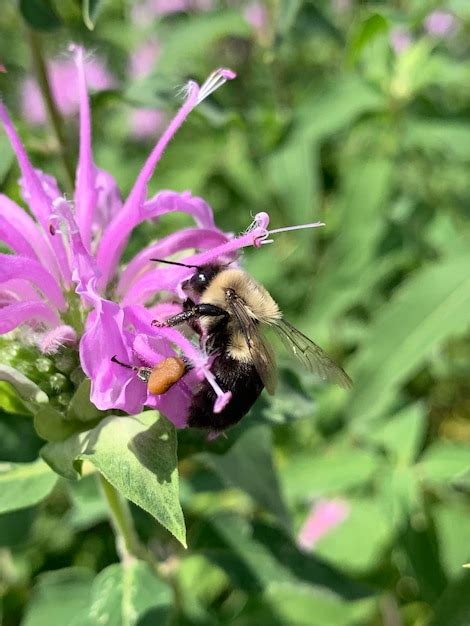 Una Abeja En Una Flor Morada Foto Premium