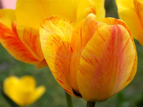 Flower yellow tulip stock image. Image of plant, petal - 115166277