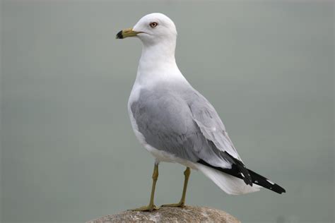 Ring-billed Gull, Larus delawarensis