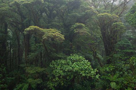 Artwork Cloud Forest 3 - Martin Rütschi Photographer