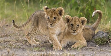 Lion Cubs — Lincoln Harris Photography