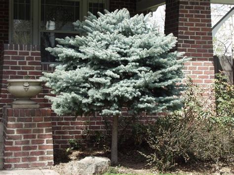 Image Result For Globe Blue Spruce Top Graft Landscaping Trees Front Yard Landscaping Blue