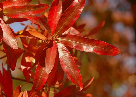 Quercus phellos | Landscape Plants | Oregon State University