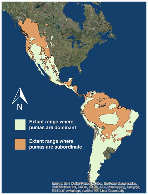 Are Pumas Subordinate Carnivores And Does It Matter Peerj