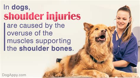 Shoulder Injuries In Dogs: Know Them All - DogAppy